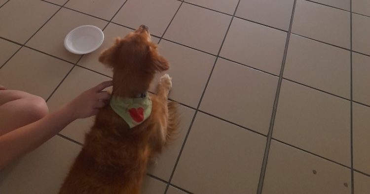 „A kutya is ért németül?”